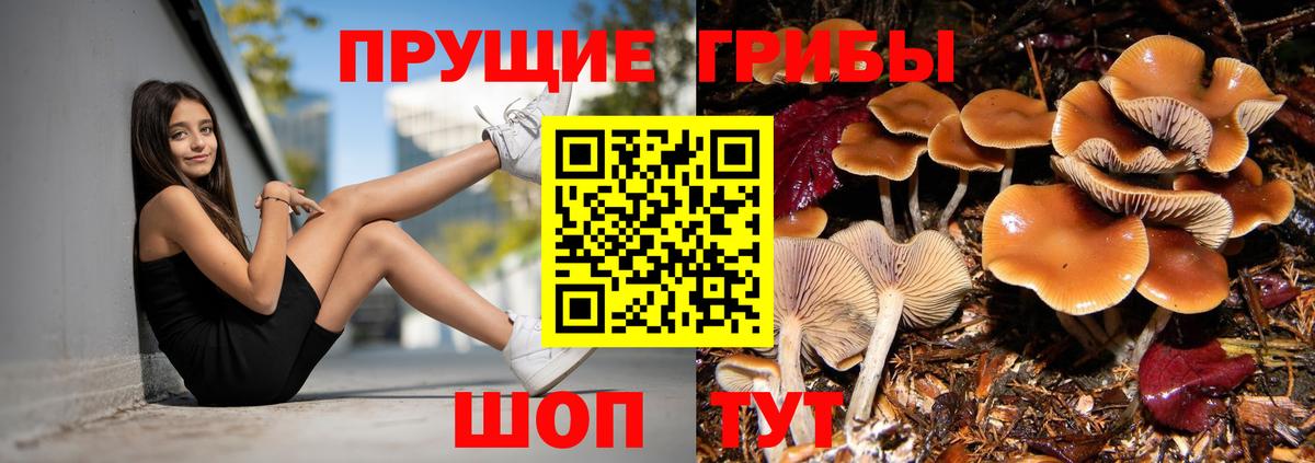 Псилоцибиновые грибы Cubensis  Вход с VPN  Среднеуральск 